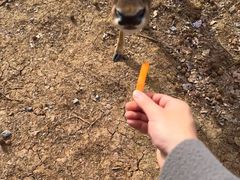 -合肥野生动物园