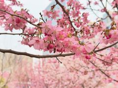 -武汉大学-樱园