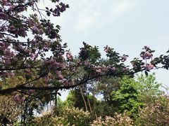 -铁山坪森林公园