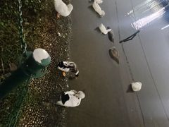 -上海宝华万豪酒店