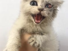 -爱诺耐芙动物医院(万博店)