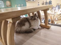 -飞行喵MR PILOT|猫舍·猫咖(静安大融城店)