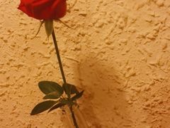 -绝城芋儿鸡(犀浦旗舰店)