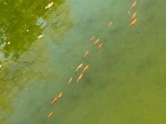-黄村公园
