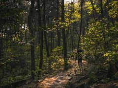 -铁山坪森林公园