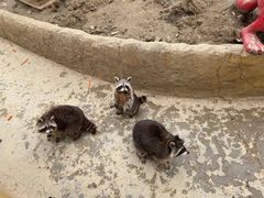 -常州淹城野生动物世界