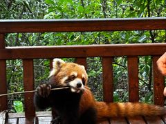 -普洱太阳河森林公园