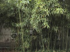 -水绘园