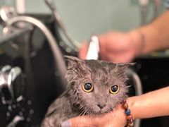 -猫宠乐园·专业洗护