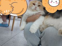 -喵园·猫主题咖啡厅·撸猫·猫咖(国贸店)