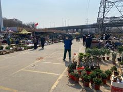 -中环花鸟鱼虫市场