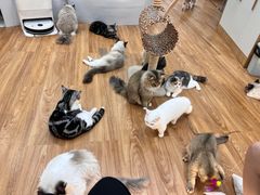 -COLOR PETS 撸猫馆·购猫·猫咖(长风大悦城店)