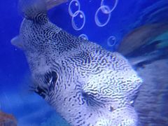 -上海海昌海洋公园