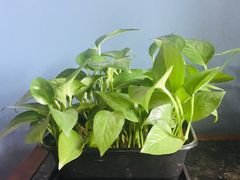 -阿香米线(大唐西市大润发店)