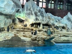 -帝企鹅自助餐厅•儿童岛•真企鹅(长隆企鹅酒店)