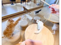 -猫腻·猫咖·撸猫馆(星光大道店)