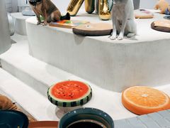 -柴务处·柴犬主题狗咖