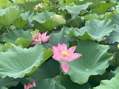 -荷塘月色湿地公园·向阳花洲
