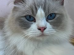 -猫咪派对(江南西店)