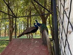 -歌斐颂巧克力小镇