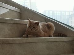 -Catmate·猫肥家润(金润铂宫店)