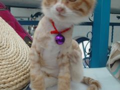 -Sirena海妖日咖夜酒