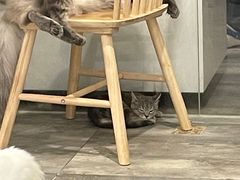 -楼上猫咖(罗湖店)