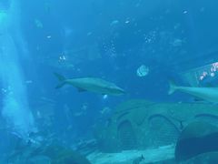 -亚特兰蒂斯•OSSIANO奥西亚诺海底餐厅