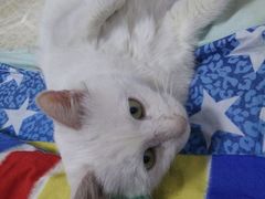 -瑞派动物医院·绝育·犬猫全科·预防医学(光景江南中店)