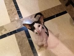 -猫色咖啡·猫咖