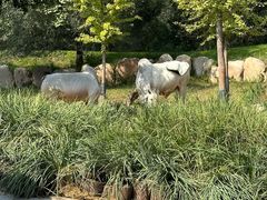 -北京野生动物园