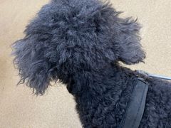 -瑞派·关忠动物医院·猫专科·犬专科(三环新城店)