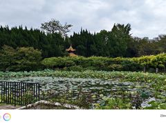 -嘉定紫藤园