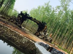 -合肥滨湖国家森林公园