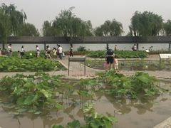 -白洋淀景区