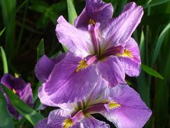 -昆山城市生态森林公园