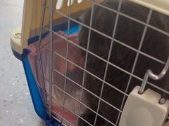 -瑞派伍一宠物医院·眼科·骨科·猫科转诊中心(马王堆院)