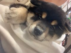 -逗柴咖啡屋·狗咖猫咖宠物桌游