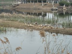-贡湖湾湿地公园