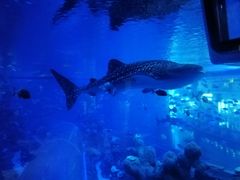 -成都浩海立方海洋公园