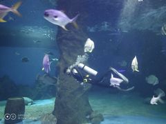 -北戴河圣蓝海洋公园