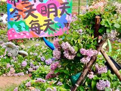 -天适樱花悠乐园
