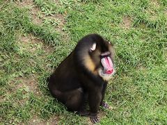 -大连森林动物园