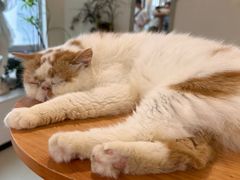 -共舞时光猫咖·狗咖(新街口店)