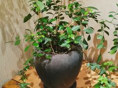 -畅和茶坊·曦瓜中国大红袍