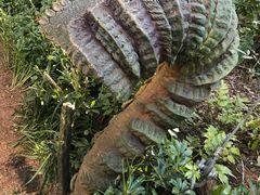 -奥兰多迪士尼动物王国乐园