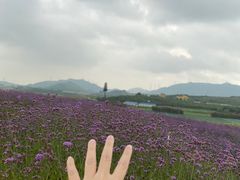 -光明小镇欢乐田园