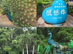 -西双版纳原始森林公园