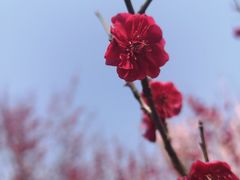 -蜀冈西峰生态公园