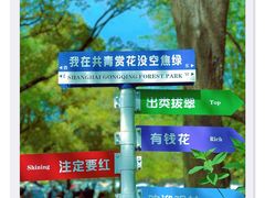 -上海共青森林公园
